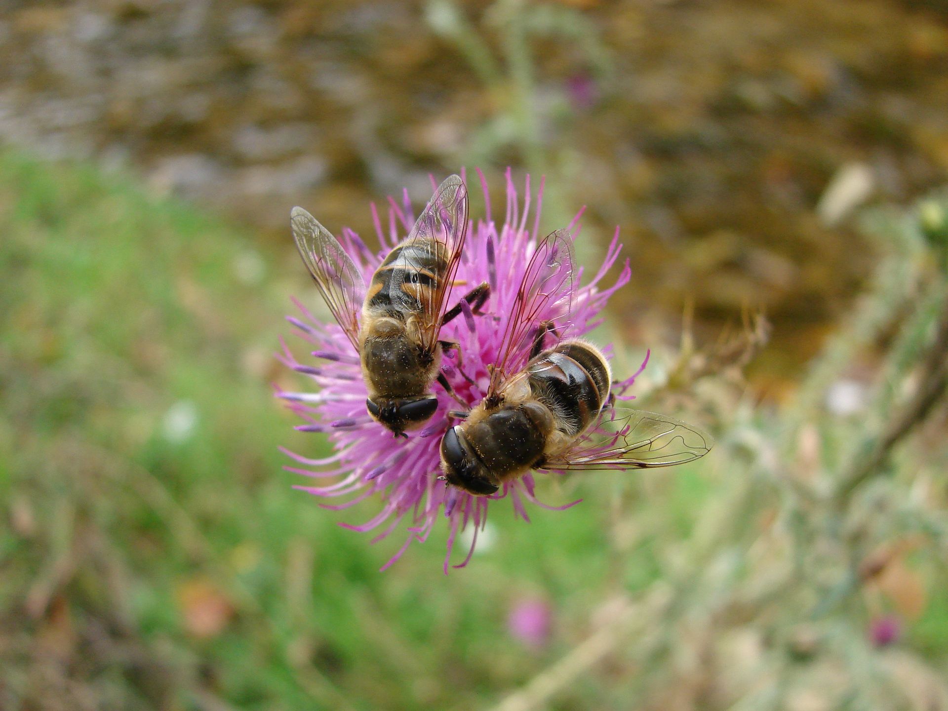 Mănăstirea Sihla în imagini Mănăstirea Sihla